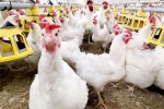 Bird flu outbreak, Bird flu new updates, bird flu outbreak in the usa triggers doubts, Jr ntr